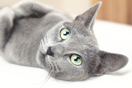 俄罗斯蓝猫躺在室内抬头看图片