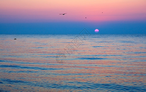 海面日出海鸥以粉色和蓝图片