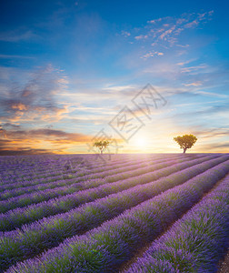日落时盛开的紫衣草田景色美丽背景图片