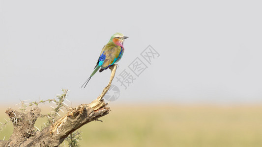 坦桑尼亚塞伦盖蒂公园的一个树枝上栖息着一种色彩鲜艳的非洲鸟图片