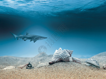 鲨鱼在浅水区打猎图片