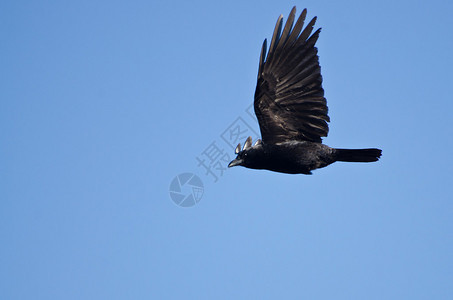 美国乌鸦在蓝天飞翔图片