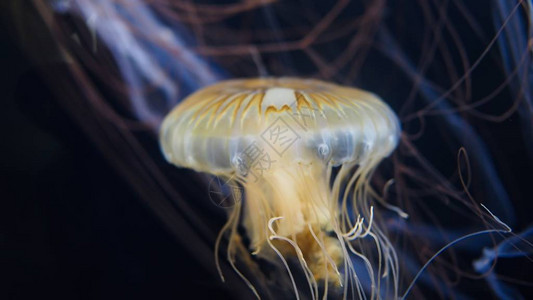 美丽的水母游泳的特写镜头图片