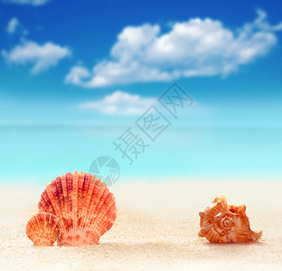 夏天沙滩沙滩上的贝壳海洋图片