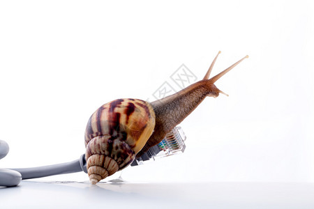 Snail与rj45连接器符号照片图片