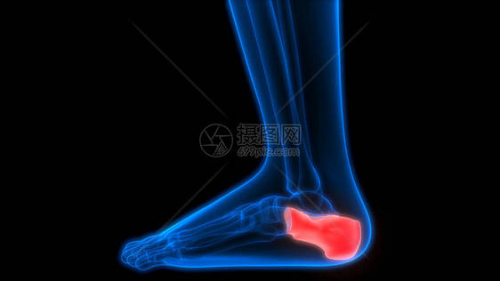 人体骨合力疼痛解剖脚和腿图片