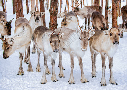 芬兰拉普兰Rovaniemi冬图片