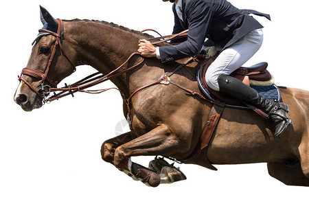马术运动骑马跳活动图片