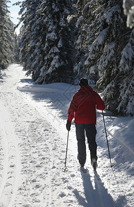 冬季森林里的滑雪者图片