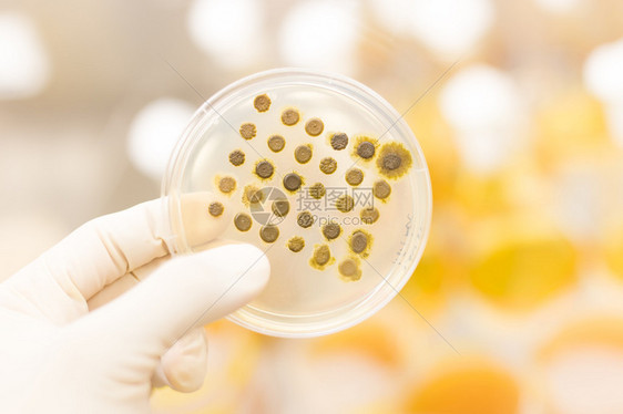 在培养皿中关闭LB琼脂培养基上的细胞培养样品生物学家使用琼脂板来培养细胞霉菌真菌细菌或图片
