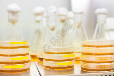 细胞培养样品在培养皿中的LB琼脂培养基上和在层流中的锥形瓶中生物学家使用琼脂板来培养细胞霉菌真菌细菌或图片