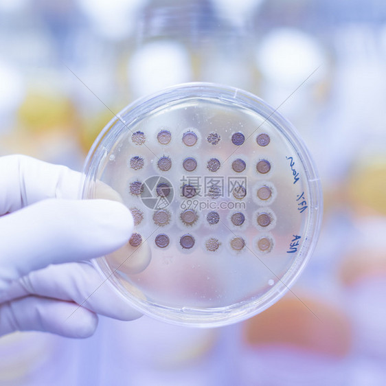 在培养皿中关闭LB琼脂培养基上的细胞培养样品生物学家使用琼脂板来培养细胞霉菌真菌细菌或图片