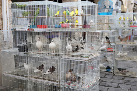 在宠物市场养鸟的老鸟构成苏克瓦基夫的一部分在卡塔尔背景图片