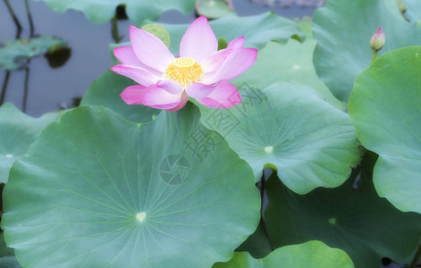 这朵花象征着美丽纯洁的佛教粉红莲露图片