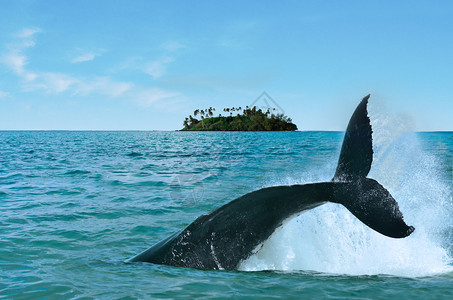 座头鲸Megapteranovaeangliae的尾巴在拉罗汤加库克群岛的motu小岛图片