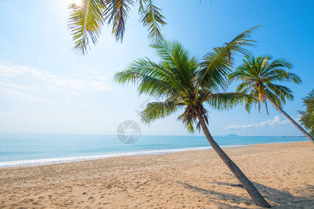 夏季热带海滩海景椰子棕榈树的美丽景观图片