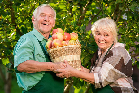 盛大的园丁拿着苹果篮子老年男女在微笑一代又一图片