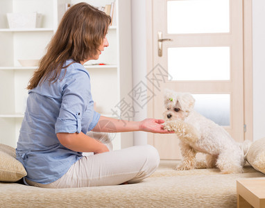 小狗麦芽虫和主人一起坐在沙发上家里的沙发背景图片