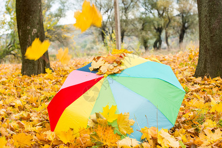 秋叶上的伞图片
