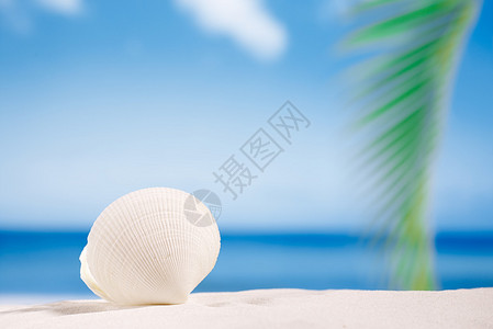 白热带贝壳在佛罗里达白色海滩沙上日光图片