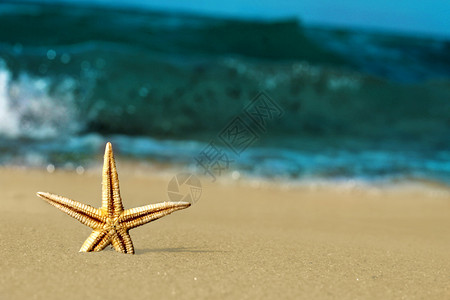 海滨星图片