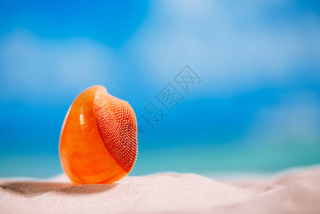 白沙滩上的红热带贝壳阳图片