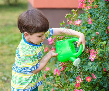可爱的小男孩在花园里用喷壶给植物和玫瑰浇水孩子穿着轻盈的夏天关闭和色彩缤纷的t恤背景图片