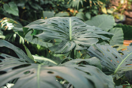 丛林中绿色龟背竹叶子的特写背景图片