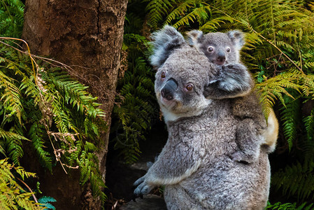 澳大利亚考拉熊是原生动物背上有图片