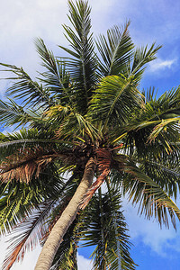 绿棕榈树和蓝天背景图片