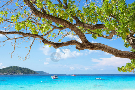 从KohMiang岛的海滩透过树枝和绿叶望去美丽的蓝色大海图片