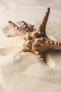 沙滩上海星和贝壳的图片