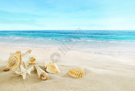 热带海滩沙滩上的贝壳图片