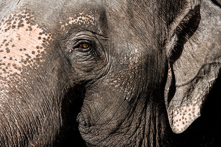 大象肖像背景的特写图像图片