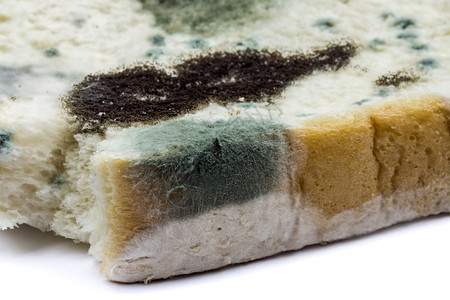 面包上Mold的宏图Rhizopusstolo图片