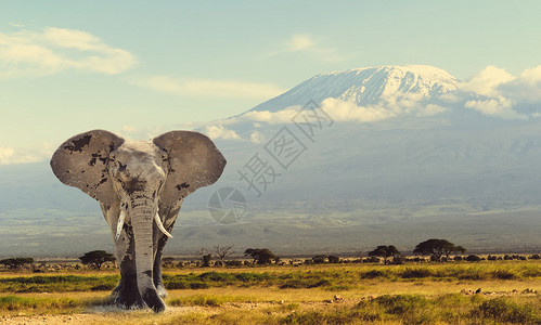 乞力马扎罗山脉背景的大象肯尼亚国图片