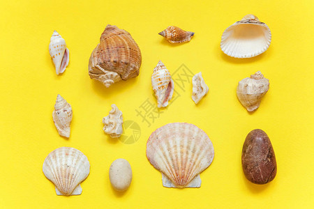 热带背景黄色多彩时尚现代时尚背景上的贝壳假期旅行夏季周末海上图片