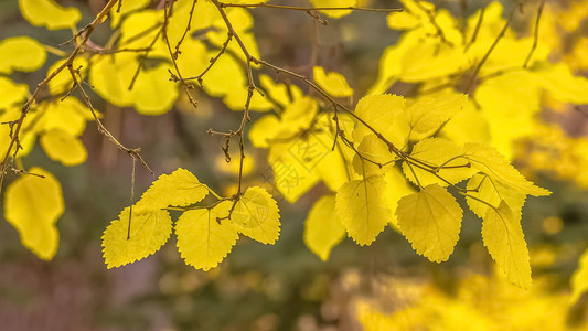 盐湖城一棵树的黄叶闪发光图片