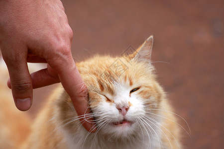 黄猫图片