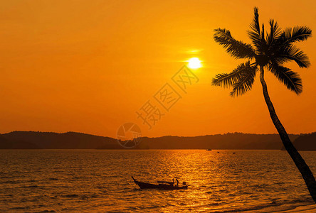 热带海洋日落有椰子棕榈树和鱼图片