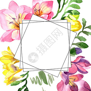 五颜六色的小苍兰花卉植物花框架边框装饰广场背景纹理包装图案框架或边框图片