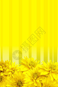 新鲜的黄色花朵瓣背景图片