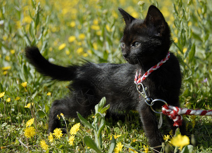 小黑猫在花朵的田图片
