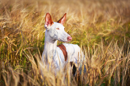 伊比赞猎犬图片