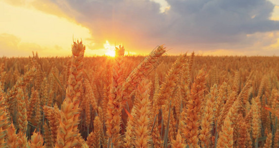 小麦穗特写日落时的小麦特写秋天温暖的傍晚图片