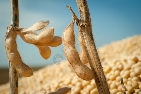 收获大豆图片