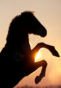 冬天日落时的马剪影背景图片