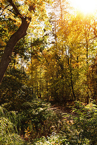 风景秀丽的秋季森林阳光下的树叶图片