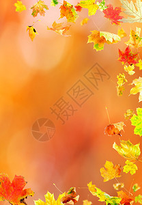 秋天背景下的落叶图片