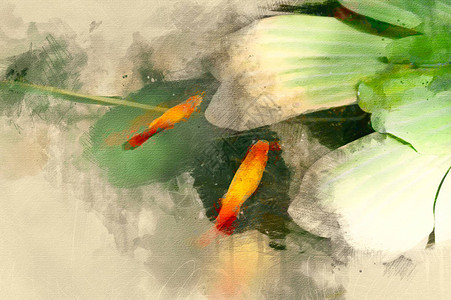 金鱼的数字绘画金鱼的水彩插图背景图片